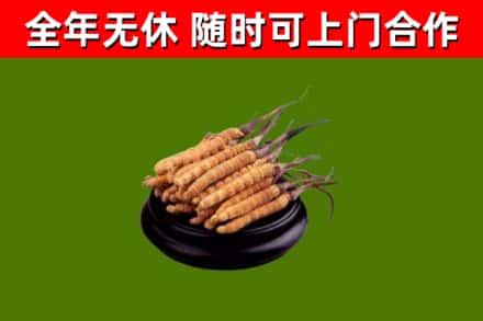 德州烟酒回收冬虫夏草.jpg